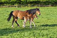 Horse, mare with foal on pasture in spring.