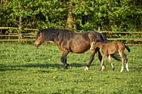 Horse, mare with foal on pasture in spring.