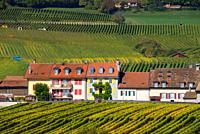 Idyllic landscape of human settlement in vineyards, autumn September,harvest time, La Côte wine region, Féchy, Morges district, canton Vaud, Switzerla...