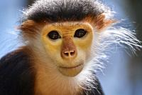 Douc Langur monkey female portrait (Pygathrix nemaeus) captive. Critically endangered on the IUCN Red List. ZooPark Beauval, France.