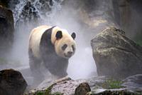 Giant panda (Ailuropoda melanoleuca) male out in her enclosure in mist, Captive at Beauval Zoo, Saint Aignan sur Cher, France. The mist is created art...