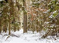 Kozlowiecki Forest, winter, Lublin Voivodeship, Poland.