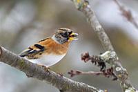 Europe, France, Alsace, Obernai, Northern chaffinch (Fringilla montifringilla), male posed in a cherry tree in winter with snow