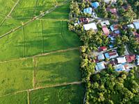 Aerial top down view green paddy field and trees in morning at Bukit Mertajam.