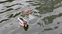 Duck couple, male and female, Mallard species, they swim calmly in the pond of Campo Grande de Valladolid. Castile and Leon. Spain.