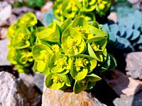 Walzenwolfsmilch Euphorbia myrsinites Frühlingsblüher 