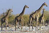 Namibian giraffes (Giraffa camelopardalis angolensis), herd with young male next to the waterhole in the evening sun, Etosha National Park, Namibia, A...