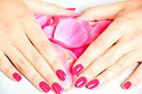 Close Up of Female Hands Wearing Bright Pink Polish on Nails and Holding Small Rose with Scattered Rose Petals on White Surface in Background - Spa Ma...