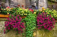 Beautiful and colorful urban decoration of flowers and plants in planters in the exterior of Collegiate Church in Tübingen, Baden-Württemberg, Germany...