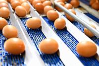 Chicken eggs move along a conveyor in a poultry farm. Food industry concept, chicken egg production. High quality photo.