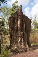 Cathedral termite mound, Litchfield National Park, Northern Territory, Australia.