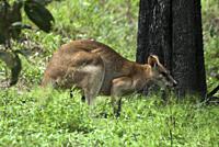 Antilopine wallaroo (red kangaroo) at Litchfield National Park, Northern Territory, Australia.