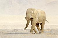 African Elephant (Loxodonta africana), desert-adapted elephant bull walking in windswept desert, Hoanib desert, Kaokoland, Namibia.