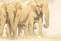 African Elephant (Loxodonta africana), desert-adapted elephant calf drinking at waterhole in desert, protected by the herd, Hoanib desert, Kaokoland, ...