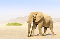 African Elephant (Loxodonta africana), desert-adapted elephant bull walking in desert valley, Hoanib desert, Kaokoland, Namibia.