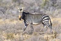 Cape Mountain Zebra (Equus zebra), walking in dry grass savanna, looking at camera, Mountain Zebra National Park, Eastern Cape, South Africa.