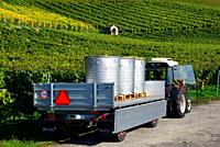 October - white wine harvest, tractor with containers full of grapes, in background vineyards of Fechy, Morges district, La Cote, canton Vaud, Switzer...