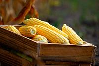 Peeled maize cobs in wooden crate at corn field sunset summer time somewhere in Ukraine.