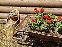 Wheelbarrow with flowers and racoon wood carving. Lake of the Woods Resort in Southern Oregon.