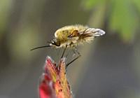 Western Bee-fly (Bombylius canescens), Valais, Switzerland.