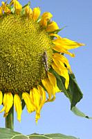 Grasshopper perched in sunflower on an agricultural field