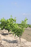 Small persimmon trees irrigated in a field for agriculture