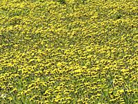 Poland. Field of dandelions.