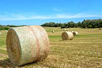 Stacks of straw - bales of hay, rolled into stacks left after harvesting of wheat ears, agricultural farm field with gathered crops rural. Balearic Is...