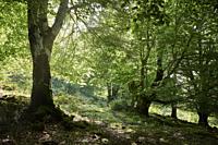 Sunlight shining through lush green leaves on a Common Beech (Fagus sylvatica) tree in a woodland in summer.