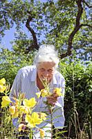 Europe, Luxembourg, Septfontaines, Attractive Older woman looking at Evening Primrose Plants in Full Bloom.