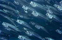 Shoal of mackerel (Scomber scombrus). Eastern Atlantic. Galicia. Spain. Europe.