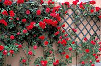red rose garden, alzano lombardo, italy.