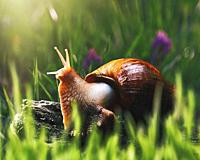 Snail in the forest, Abstract ecosystem backgrounds.