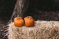 Four pumpkins over a block of straw in a rural Halloween scene.