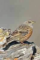 Alpine accentor ( Prunella collaris ) perched on a rock in high mountain terrain of Swiss alps, survivalist in hard weather conditions, wildlife, Euro...