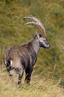 Alpine Ibex ( Capra ibex ), strong buck, male in wonderful high mountains range of the Berner Oberland, Swiss Alps, watching down towards the valley, ...