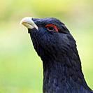 Western capercaillie / Wood grouse ( Tetrao urogallus ), close-up, headshot, detailled portrait, nice colors, Europe.