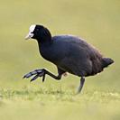 Eurasian Coot ( Fulica atra ) walking through grass, showing her huge feet, funny picture, wildlife, Europe. .