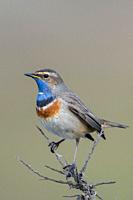 beautiful songbird. . . White-spotted Bluethroat ( Luscinia svecica ), male, perched on top of a dry seabuckthorn bush, wildlife, Europe. .