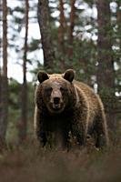 Eurasian Brown Bear ( Ursus arctos ) at the edge of a pine forest, standing in dry heather, frontal low point of view, Europe. .