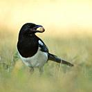 Eurasian Magpie ( Pica pica ), young bird, carrying an acorn in its beak to hide it for winter food stock, watching around carefully, wildlife, Europe...