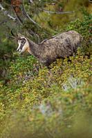 Alpine Chamois ( Rupicapra rupicapra ) standing in colorful alpine vegetation, wildlife, Swiss alps. . .