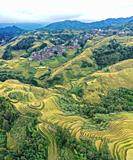 Aerial view of terraces rice fields in Longji.
