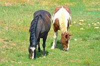 two horses grazing, New Mexico.
