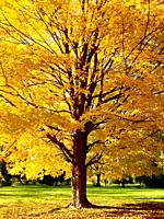 Beautiful golden hues on a hardwood tree in a park, late autumn, Ontario, Canada. During October and November, leaves change colours and trees shed th...