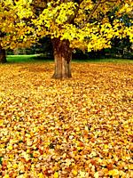 A big hardwood tree stands on the ground covered in fallen leaves, late autumn, Ontario, Canada. Soon, all the leaves will fall, leaving the trees bar...
