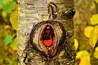 Heart in a knothole of a tree.
