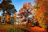 Trees in the park are glowing in rich colours of autumn, fallen leaves on the ground on a beautiful morning of mid-October. Finland.