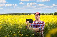 Middle aged caucasian male farm worker inspecting canola stalks with digital tablet computer at field sunny summer day.