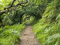 The South West Coast Path through West Woodybay Woods between Woody Bay and Heddonâ. . s Mouth in Exmoor National Park, North Devon, England.